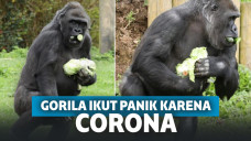 Tidak Hanya Manusia, Gorila di Inggris Pun Ikut-ikutan Timbun Makanan untuk Hadapi Wabah Corona