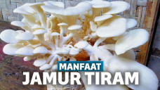 Manfaat Jamur Tiram