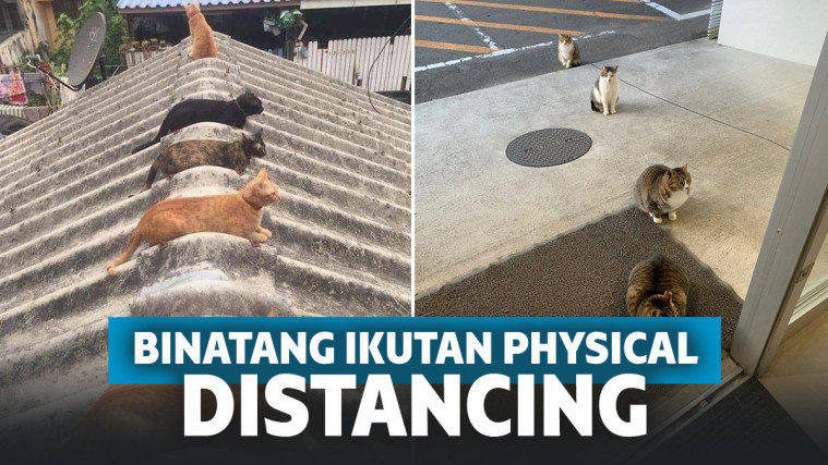 Hewan-hewan yang terlihat seolah sedang mengikuti anjuran physical distancing.