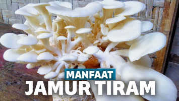 Manfaat Jamur Tiram