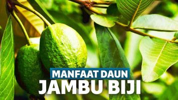 Manfaat Daun Jambu Biji