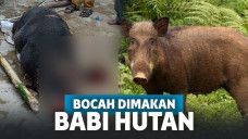 Tragis! Nekat Keluar Rumah Saat Lockdown, Bocah 4 Tahun Tewas Dimakan Kawanan Babi Hutan