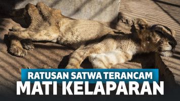 ilustrasi satwa kelaparan