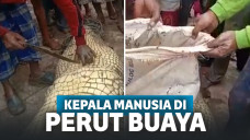 warga belah perut buaya