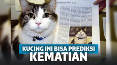 Wow, Kucing Lucu Ini Ternyata Bisa Prediksi Kematian Seseorang!