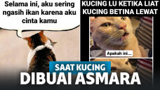 Gemesin, Beginilah Ekspresi Kucing Ketika Tengah Dibuai Asmara!