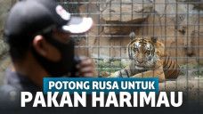 Miris! Pemerintah Belum Bantu, Kebun Binatang Bandung Terancam Potong Rusa untuk Pakan Harimau