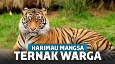 Heboh! Harimau Sumatera Lahap Sapi dan Anjing Milik Warga sampai Hanya Sisa Kepala