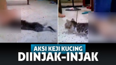 Viral Aksi Keji 3 Wanita Injak-injak Anak Kucing hingga Mati, Netizen Sampai Tak Berani Lihat!