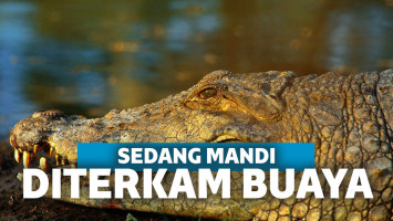 buaya
