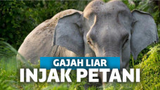 gajah