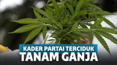 Ilustrasi daun ganja