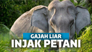 gajah