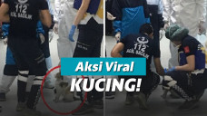 Petugas Medis Menghibur Induk Kucing