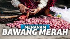cara menanam bawang merah