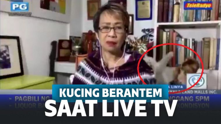 Kocak! 2 Kucing Berantem Saat Live TV Ini Bikin Gagal Fokus