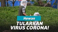 ilustrasi hewan tularkan virus corona ke manusia