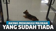 Mirip Hachiko! Tak Tahu Majikan Sudah Meninggal, Anjing Ini Setia Meninggu di Rumah Sakit sampai 3 Bulan