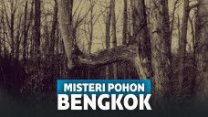Misteri Pohon Bengkok di Hutan Amerika Utara, Sengaja Dibengkokkan Manusia?