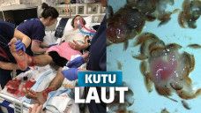 kutu laut