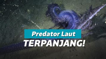 siphonophore