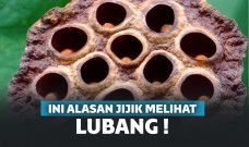 Ini alasan jijik melihat lubang