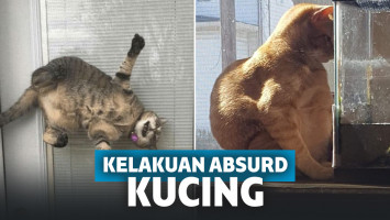 Absurdnya kelakuan kucing