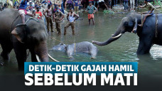 Gajah mati usai makan nanas berisi petasan