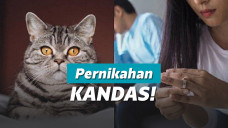 Ilustrasi Perceraian karena Kucing