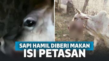 Terjadi Lagi! Sapi Hamil Diberi Makan Berisi Petasan, Rahangnya Hancur Terluka Parah
