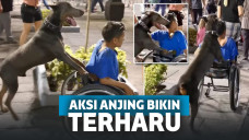 Bikin Nangis, Seekor Anjing Kedapatan Dorong Kursi Roda Milik Anak Penyandang Disabilitas