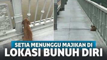 Bikin Nyesek! Anjing Ini Berdiam Diri Tanpa Makan dan Minum di Lokasi Sang Majikan Bunuh Diri