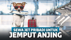 Tidak tega membiarkan hewan peliharaan ditinggal saat lockdown berlangsung