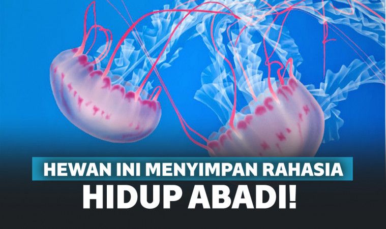 Hewan ini menyimpan rahasia hidup abadi