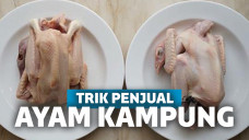 Ayam Kampung Pewarna