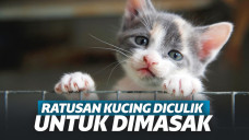Bikin Nangis! Viral 700 Kucing Diculik dan Dijadikan Masakan di China