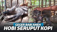 Geger Babi Aneh di Banyumas, Hobi Seruput Kopi dan Makan Nasi