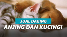 Anjing dan Kucing
