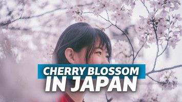 Sakura di Taman Hirosaki