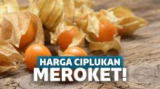 Buah ciplukan