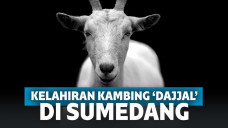 Ilustrasi kambing