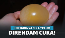 Ini jadinya jika telur direndam cuka selama 2 hari