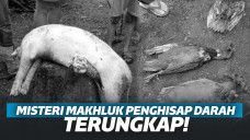 Misteri Makhluk Penghisap Darah di Tapanuli Terungkap, Begini Bentuknya!