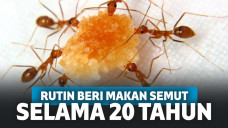 Ilustrasi semut makan gula