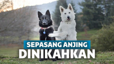 anjing bikin jomblo iri