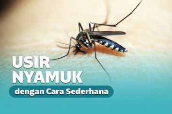 cara mudah mengusir nyamuk