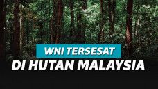 ilustrasi hutan belantara