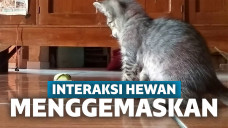 video burung dan kucing bercanda