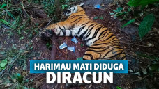 Harimau yang ditemukan mati