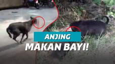 ilustrasi anjing makan bayi